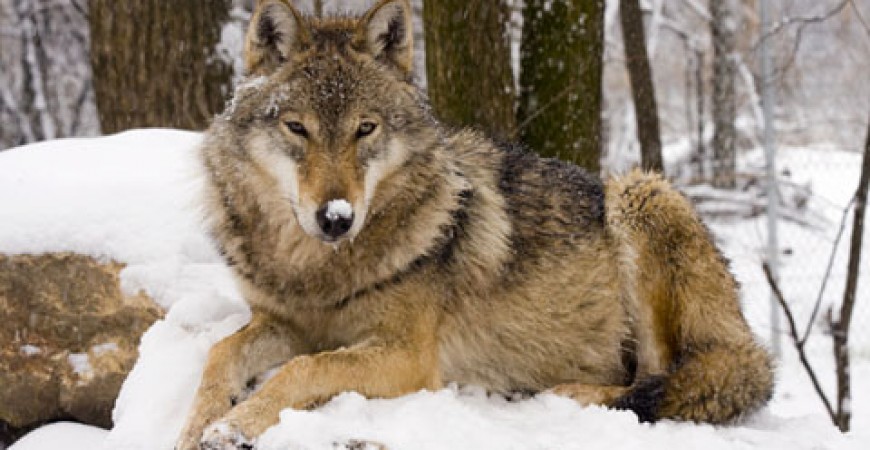 Take Part in Romania’s Wolf and Bear Tracking