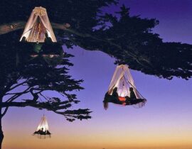Get Enthralled By Tree Camping At  Elf, California